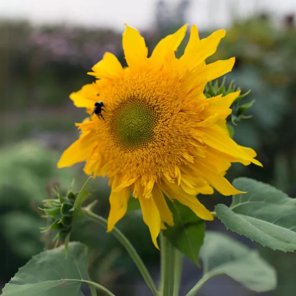 Starburst Greenburst Sunflower Seeds - 25 Seeds - Annual Helianthus - Pollinator Friendly - Image 8