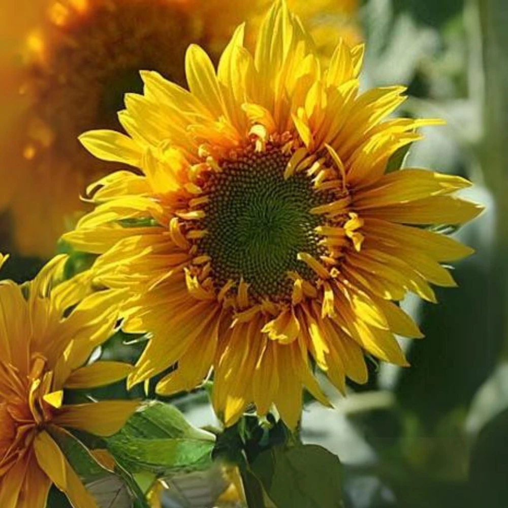Starburst Greenburst Sunflower Seeds - 25 Seeds - Annual Helianthus - Pollinator Friendly - Image 9