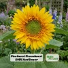 Starburst Greenburst Sunflower Seeds - 25 Seeds - Annual Helianthus - Pollinator Friendly - Image 1