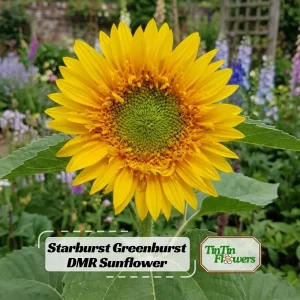 Starburst Greenburst Sunflower Seeds - 25 Seeds - Annual Helianthus - Pollinator Friendly - Image 1