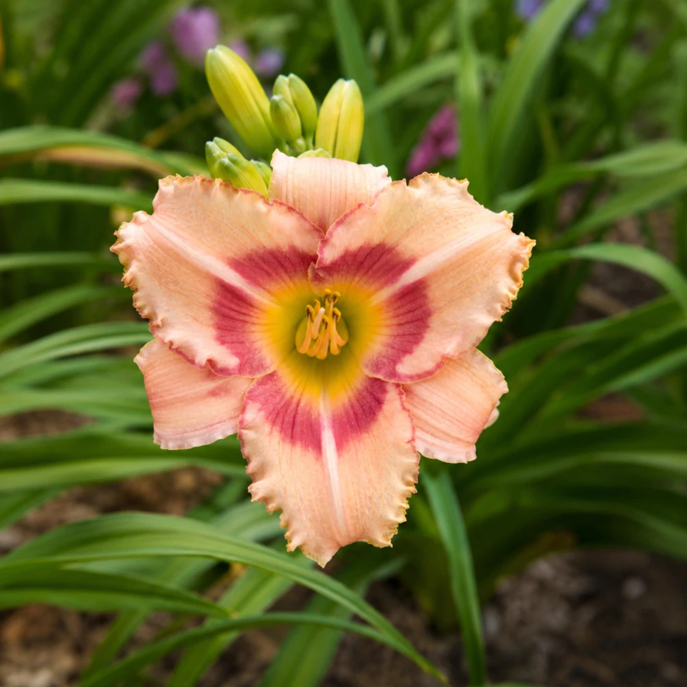 Strawberry Candy Daylily Seeds - Pink Bi-Color Hemerocallis hybrida - Fragrant Perennial Garden Flower Plant - 20 Seeds - Image 2