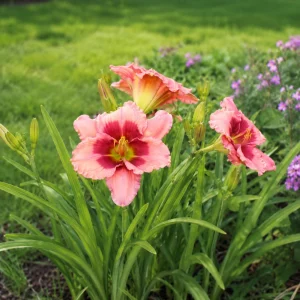 Strawberry Candy Daylily Seeds - Pink Bi-Color Hemerocallis hybrida - Fragrant Perennial Garden Flower Plant - 20 Seeds - Image 3