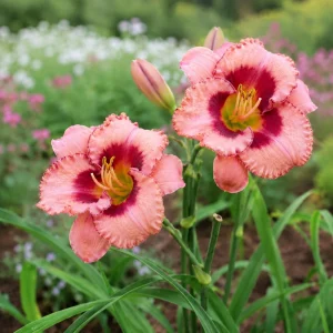 Strawberry Candy Daylily Seeds - Pink Bi-Color Hemerocallis hybrida - Fragrant Perennial Garden Flower Plant - 20 Seeds - Image 5