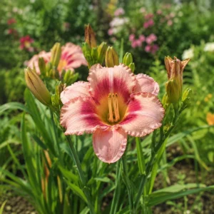 Strawberry Candy Daylily Seeds - Pink Bi-Color Hemerocallis hybrida - Fragrant Perennial Garden Flower Plant - 20 Seeds - Image 8