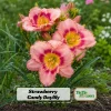Strawberry Candy Daylily Seeds - Pink Bi-Color Hemerocallis hybrida - Fragrant Perennial Garden Flower Plant - 20 Seeds - Image 1