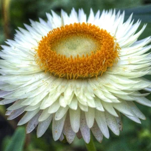 Strawflower Seeds - White Golden Everlasting Flower Seeds - Perennial, Non-GMO, 100 Seeds - Image 10
