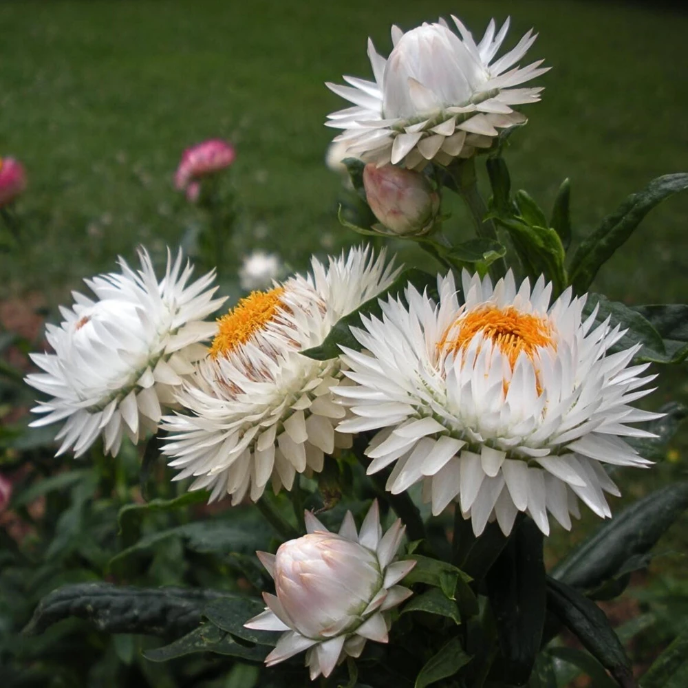 Strawflower Seeds - White Golden Everlasting Flower Seeds - Perennial, Non-GMO, 100 Seeds - Image 11