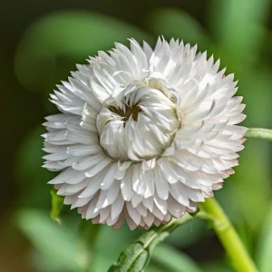 Strawflower Seeds - White Golden Everlasting Flower Seeds - Perennial, Non-GMO, 100 Seeds - Image 12