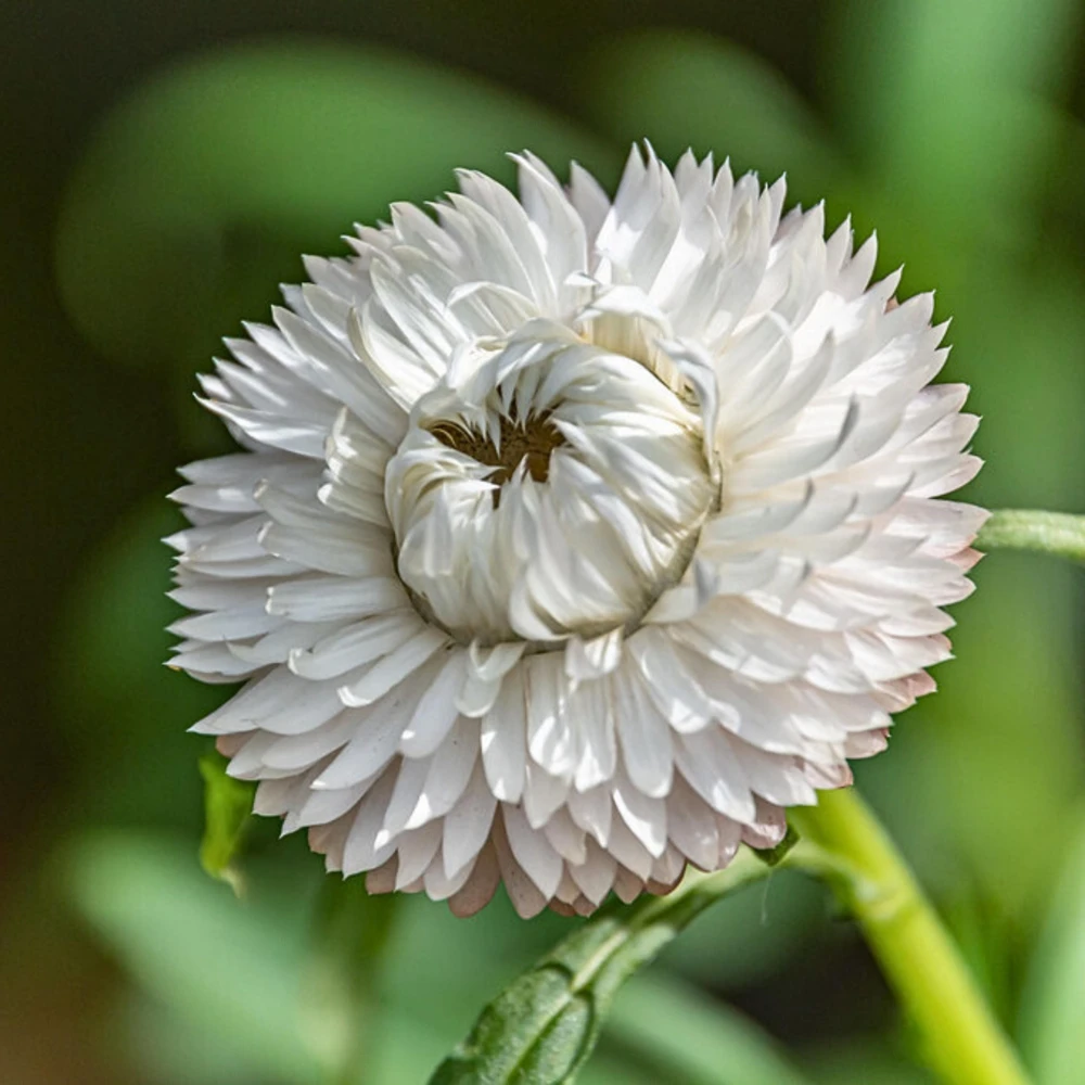 Strawflower Seeds - White Golden Everlasting Flower Seeds - Perennial, Non-GMO, 100 Seeds - Image 12