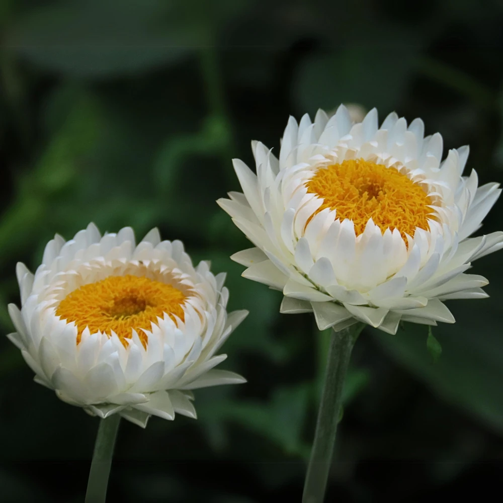 Strawflower Seeds - White Golden Everlasting Flower Seeds - Perennial, Non-GMO, 100 Seeds - Image 13