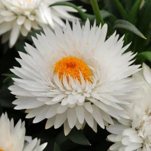 Strawflower Seeds - White Golden Everlasting Flower Seeds - Perennial, Non-GMO, 100 Seeds - Image 2