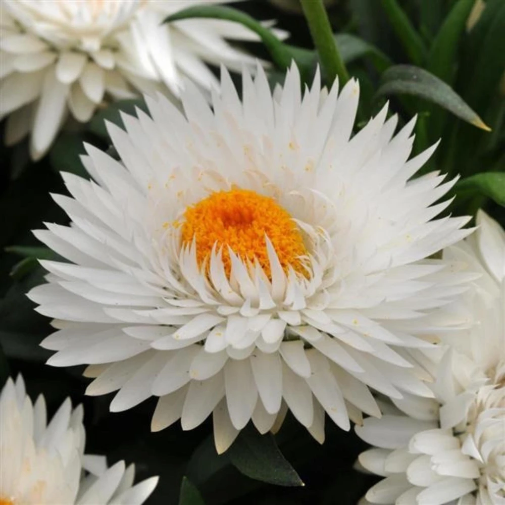 Strawflower Seeds - White Golden Everlasting Flower Seeds - Perennial, Non-GMO, 100 Seeds - Image 2