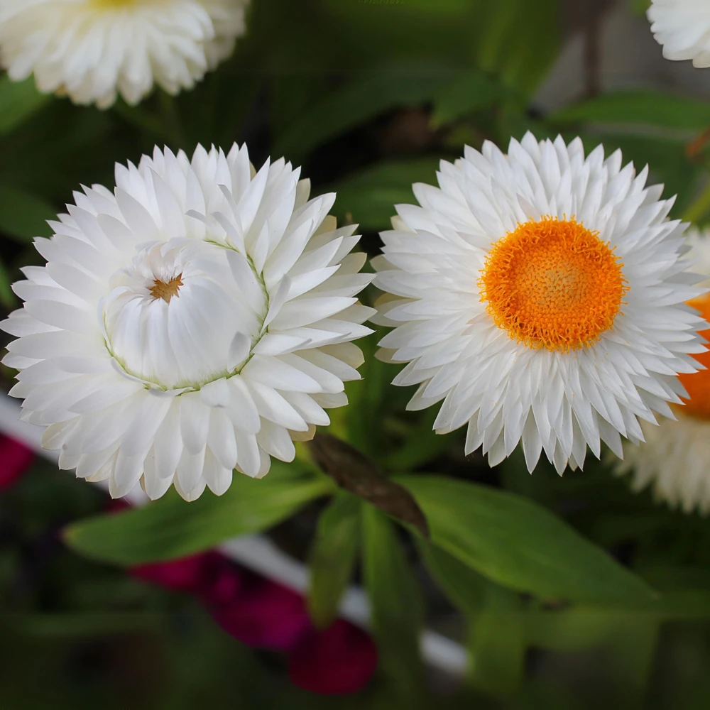 Strawflower Seeds - White Golden Everlasting Flower Seeds - Perennial, Non-GMO, 100 Seeds - Image 3