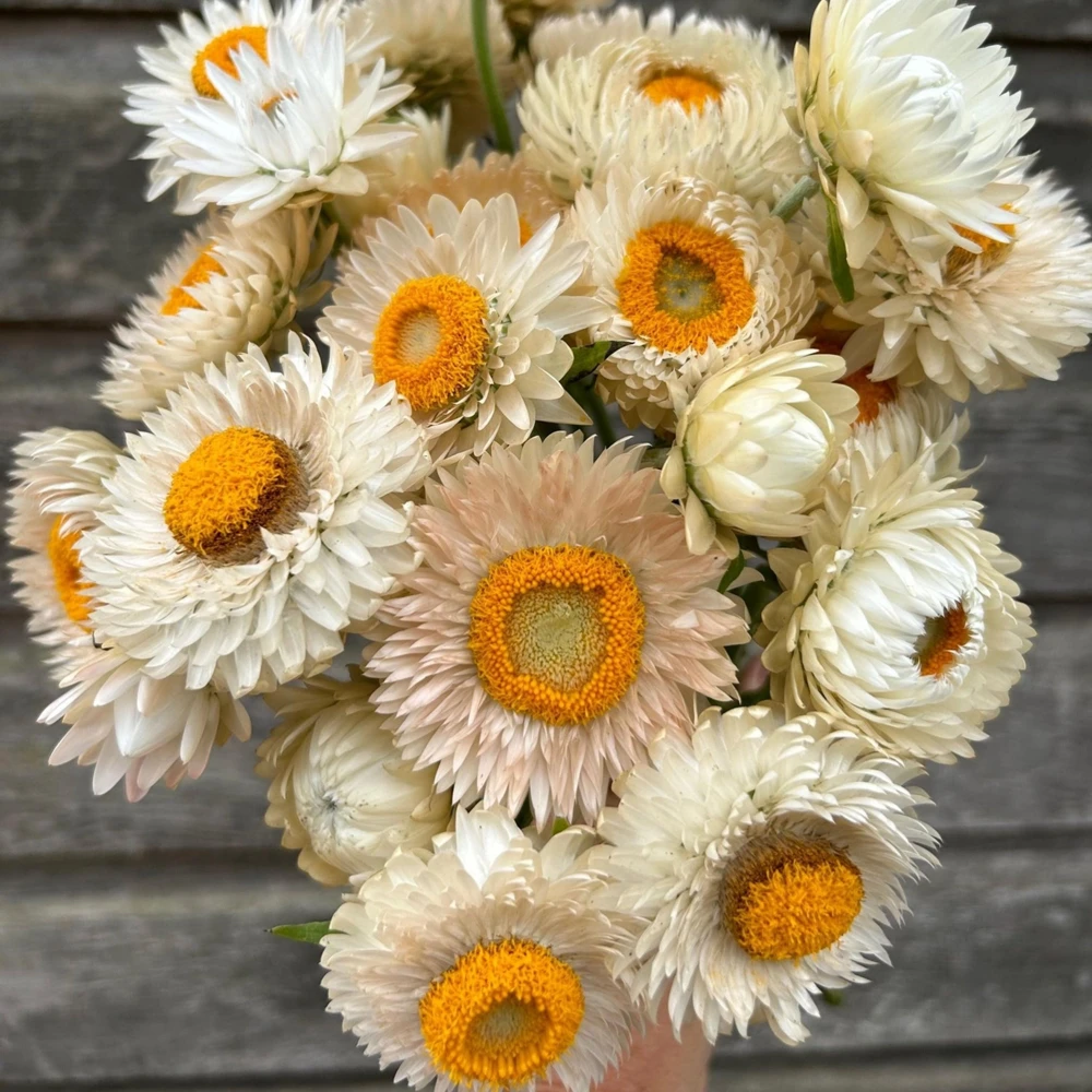 Strawflower Seeds - White Golden Everlasting Flower Seeds - Perennial, Non-GMO, 100 Seeds - Image 4