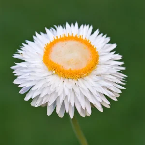 Strawflower Seeds - White Golden Everlasting Flower Seeds - Perennial, Non-GMO, 100 Seeds - Image 5