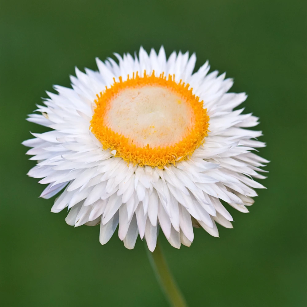 Strawflower Seeds - White Golden Everlasting Flower Seeds - Perennial, Non-GMO, 100 Seeds - Image 5