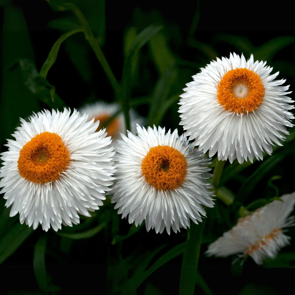 Strawflower Seeds - White Golden Everlasting Flower Seeds - Perennial, Non-GMO, 100 Seeds - Image 6