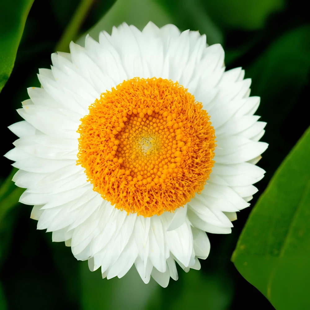 Strawflower Seeds - White Golden Everlasting Flower Seeds - Perennial, Non-GMO, 100 Seeds - Image 7