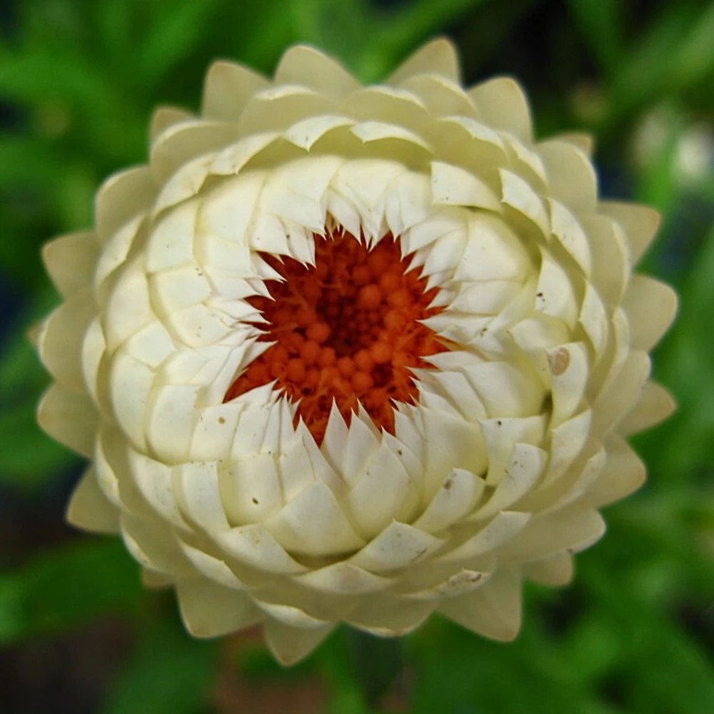 Strawflower Seeds - White Golden Everlasting Flower Seeds - Perennial, Non-GMO, 100 Seeds - Image 8