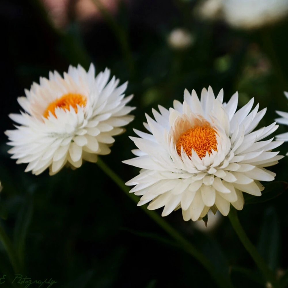 Strawflower Seeds - White Golden Everlasting Flower Seeds - Perennial, Non-GMO, 100 Seeds - Image 9