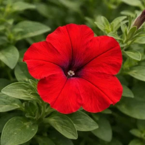 Success Red Trailing Petunia Seeds - Heirloom Cascading Petunia - Bright Red Blooms - Long Bloom Season - 20 Seeds - Image 10