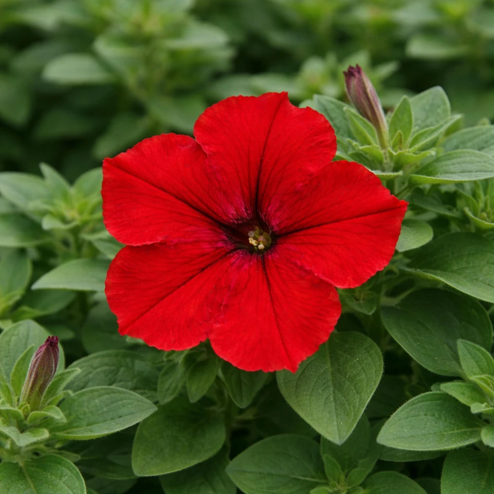 Success Red Trailing Petunia Seeds - Heirloom Cascading Petunia - Bright Red Blooms - Long Bloom Season - 20 Seeds - Image 12