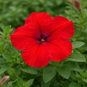 Success Red Trailing Petunia Seeds - Heirloom Cascading Petunia - Bright Red Blooms - Long Bloom Season - 20 Seeds - Image 14