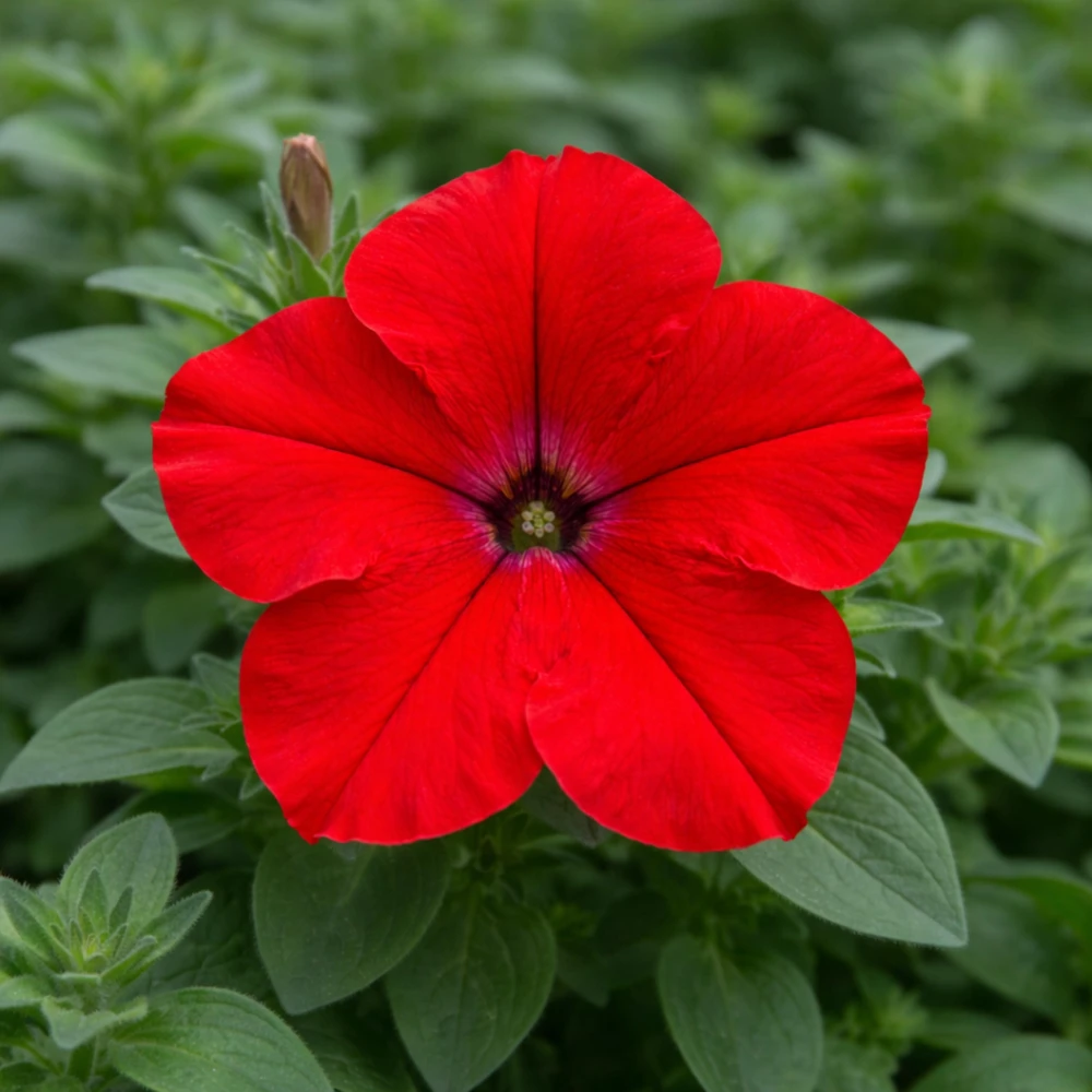 Success Red Trailing Petunia Seeds - Heirloom Cascading Petunia - Bright Red Blooms - Long Bloom Season - 20 Seeds - Image 15