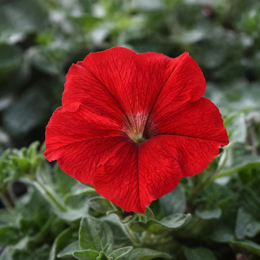 Success Red Trailing Petunia Seeds - Heirloom Cascading Petunia - Bright Red Blooms - Long Bloom Season - 20 Seeds - Image 3