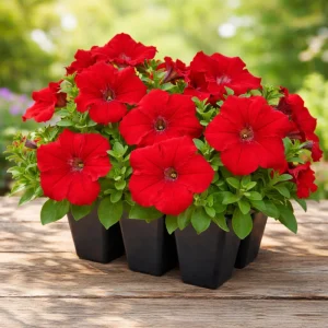 Success Red Trailing Petunia Seeds - Heirloom Cascading Petunia - Bright Red Blooms - Long Bloom Season - 20 Seeds - Image 4