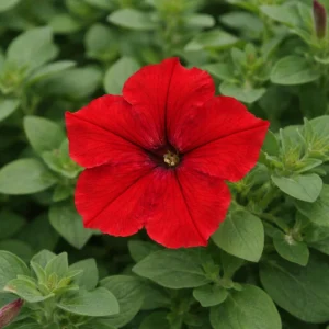 Success Red Trailing Petunia Seeds - Heirloom Cascading Petunia - Bright Red Blooms - Long Bloom Season - 20 Seeds - Image 8