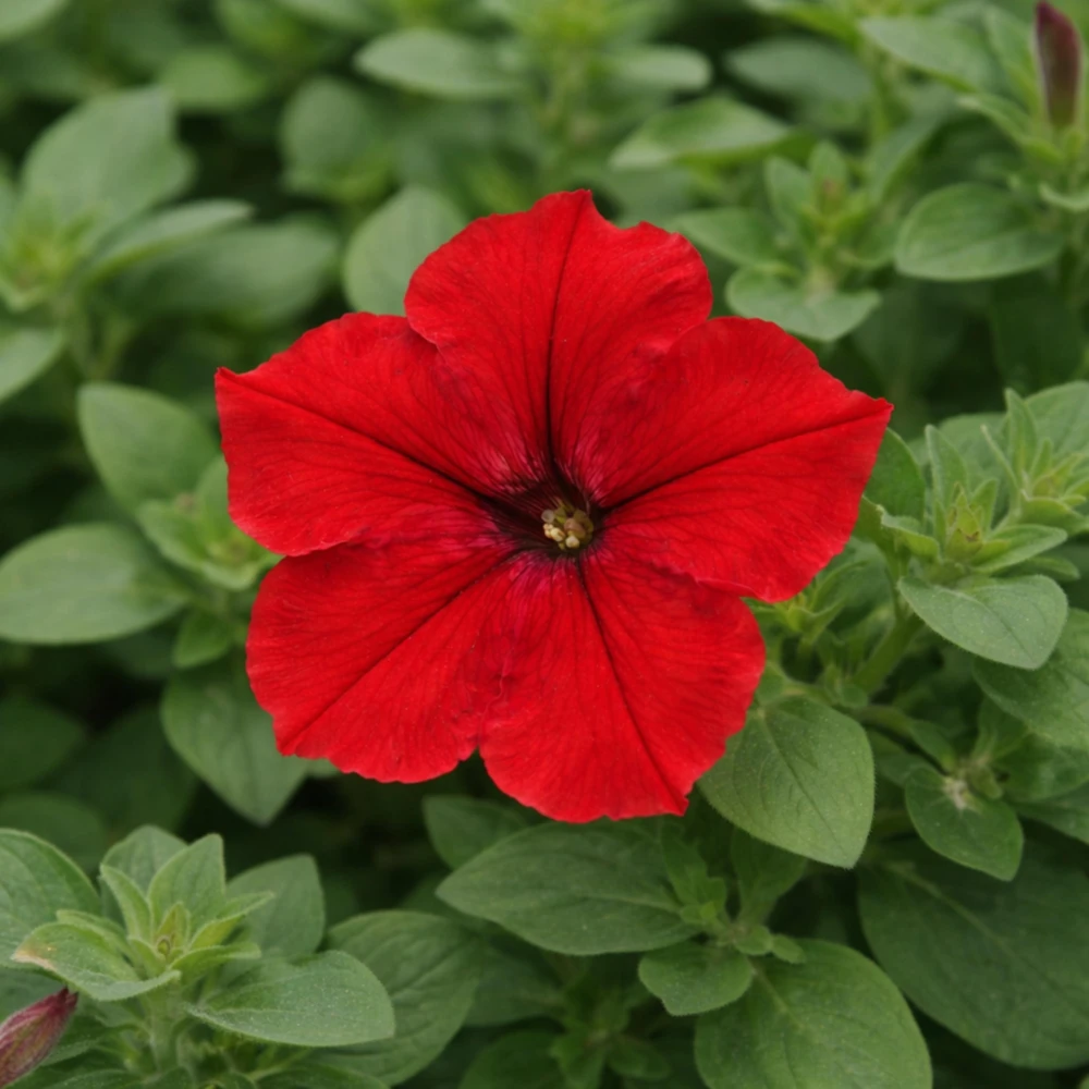 Success Red Trailing Petunia Seeds - Heirloom Cascading Petunia - Bright Red Blooms - Long Bloom Season - 20 Seeds - Image 8