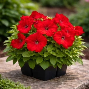 Success Red Trailing Petunia Seeds - Heirloom Cascading Petunia - Bright Red Blooms - Long Bloom Season - 20 Seeds - Image 9