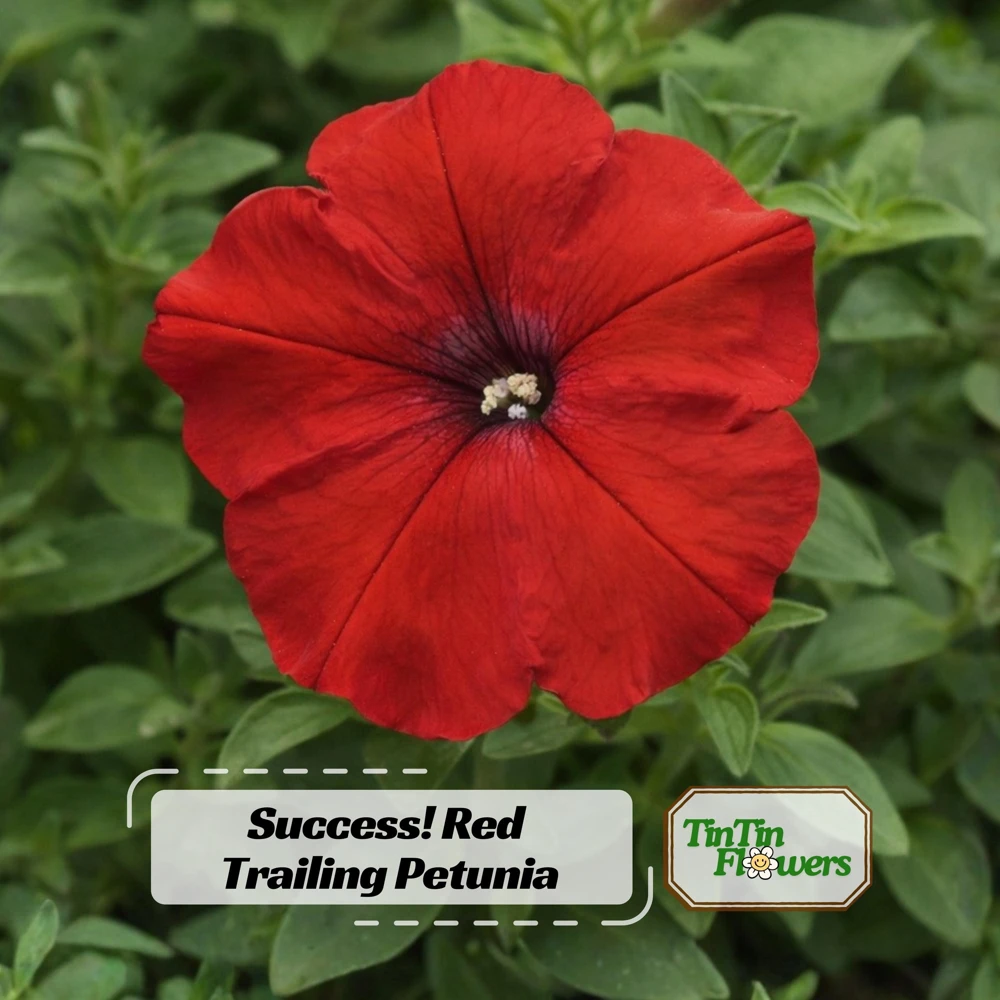 Success Red Trailing Petunia Seeds - Heirloom Cascading Petunia - Bright Red Blooms - Long Bloom Season - 20 Seeds - Image 1
