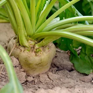 Sugar Beet Seeds - Heirloom Root Vegetable - High Yield Garden Seed Packet - Image 10