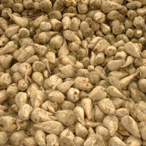 Sugar Beet Seeds - Heirloom Root Vegetable - High Yield Garden Seed Packet - Image 11