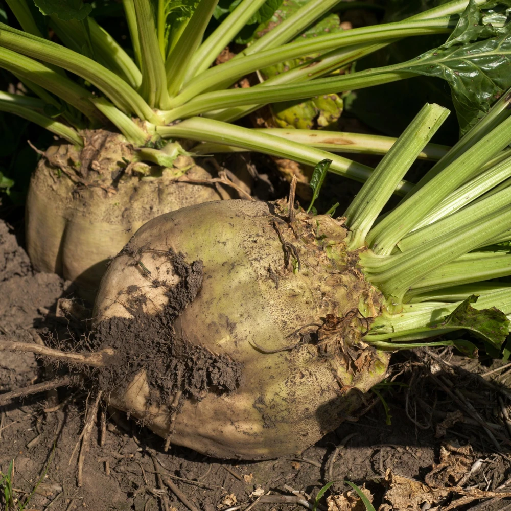 Sugar Beet Seeds - Heirloom Root Vegetable - High Yield Garden Seed Packet - Image 2