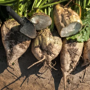 Sugar Beet Seeds - Heirloom Root Vegetable - High Yield Garden Seed Packet - Image 3