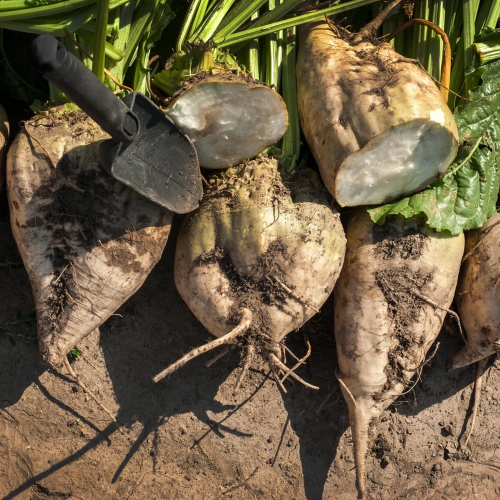 Sugar Beet Seeds - Heirloom Root Vegetable - High Yield Garden Seed Packet - Image 3