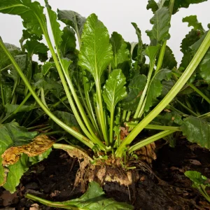 Sugar Beet Seeds - Heirloom Root Vegetable - High Yield Garden Seed Packet - Image 4