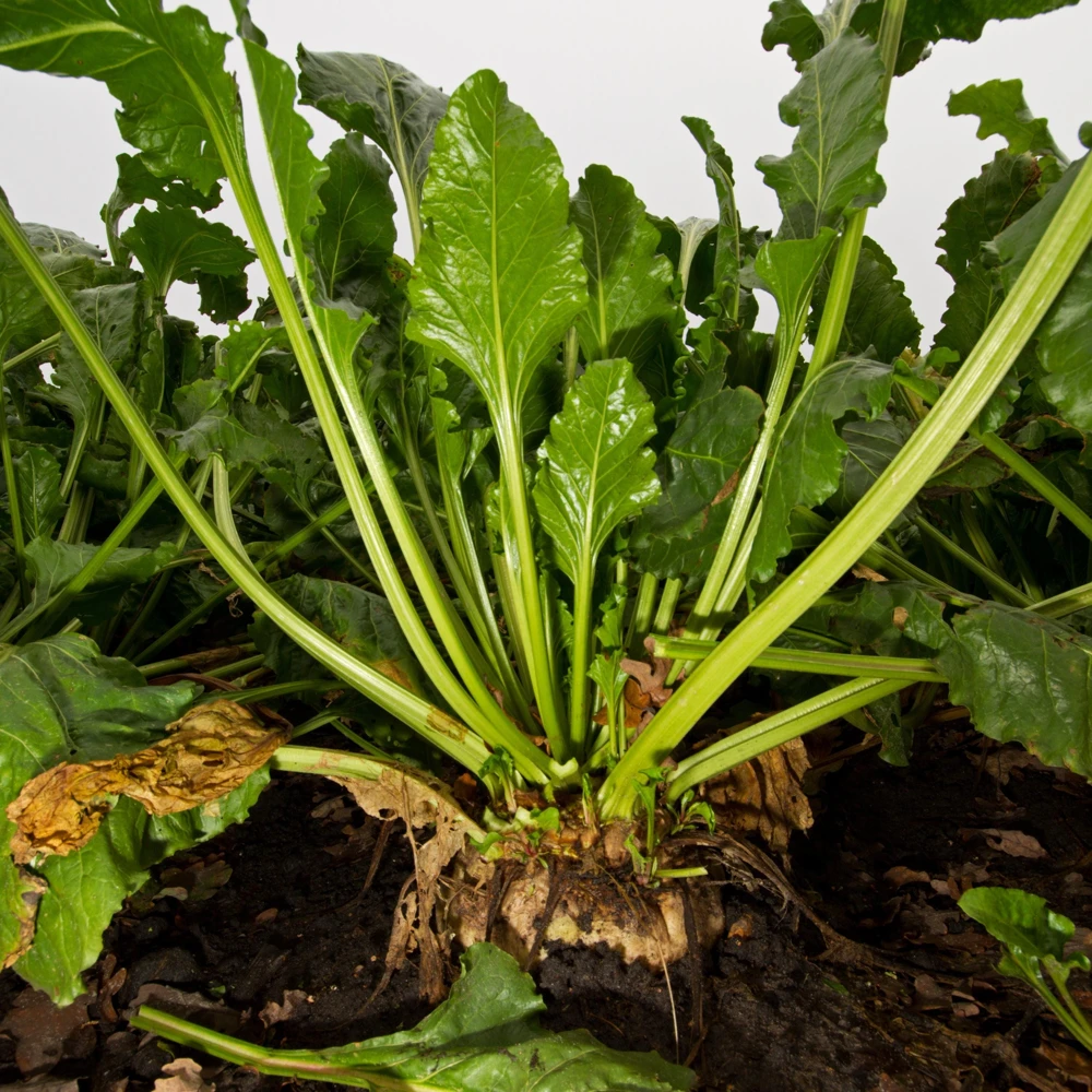 Sugar Beet Seeds - Heirloom Root Vegetable - High Yield Garden Seed Packet - Image 4