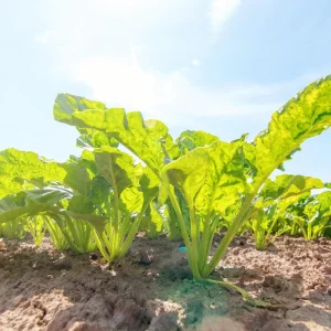 Sugar Beet Seeds - Heirloom Root Vegetable - High Yield Garden Seed Packet - Image 5