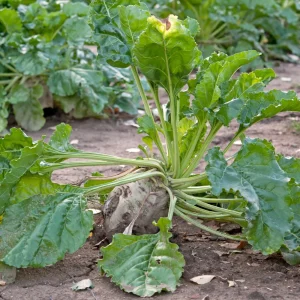 Sugar Beet Seeds - Heirloom Root Vegetable - High Yield Garden Seed Packet - Image 7