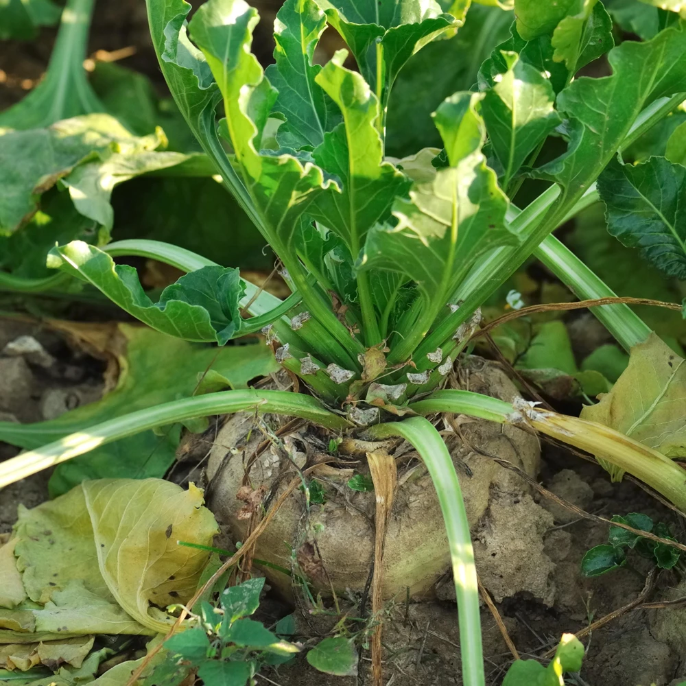 Sugar Beet Seeds - Heirloom Root Vegetable - High Yield Garden Seed Packet - Image 8