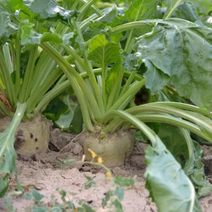 Sugar Beet Seeds - Heirloom Root Vegetable - High Yield Garden Seed Packet - Image 9