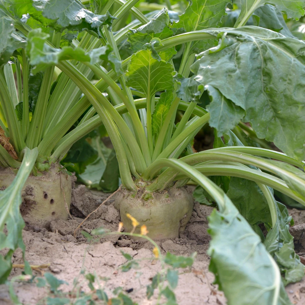 Sugar Beet Seeds - Heirloom Root Vegetable - High Yield Garden Seed Packet - Image 9