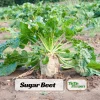 Sugar Beet Seeds - Heirloom Root Vegetable - High Yield Garden Seed Packet - Image 1