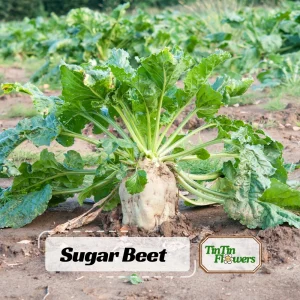 Sugar Beet Seeds - Heirloom Root Vegetable - High Yield Garden Seed Packet - Image 1