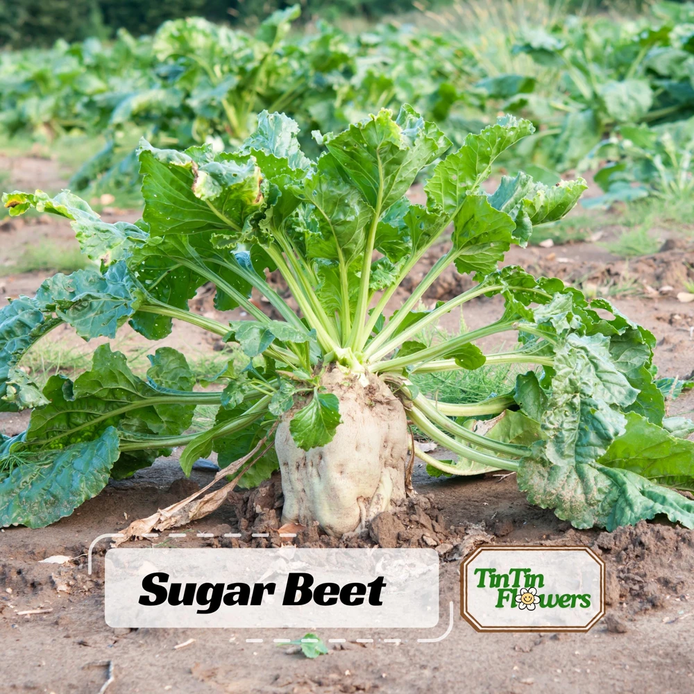 Sugar Beet Seeds - Heirloom Root Vegetable - High Yield Garden Seed Packet - Image 1
