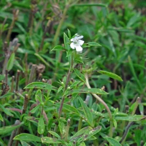 Summer Savory Seeds - Satureja hortensis - Culinary Herb - 20 Seeds - Image 10